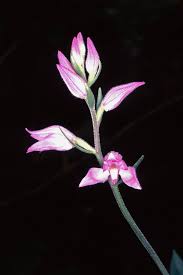Attēlu rezultāti vaicājumam “Cephalanthera rubra bud”