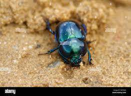 Attēlu rezultāti vaicājumam “Trypocopris vernalis”