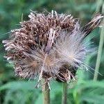 Attēlu rezultāti vaicājumam “Cirsium heterophyllum leaf”