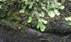 Attēlu rezultāti vaicājumam “Geocalyx graveolens”