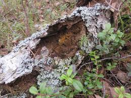 Attēlu rezultāti vaicājumam “Trichia flavicoma spores”