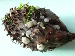 Attēlu rezultāti vaicājumam “Hymenoscyphus fructigenus”