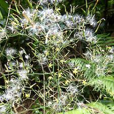 Attēlu rezultāti vaicājumam “Mycelis muralis bud”