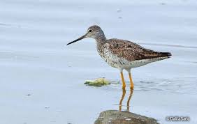 Image result for Tringa melanoleuca