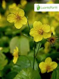 Attēlu rezultāti vaicājumam “Waldsteinia geoides flower”
