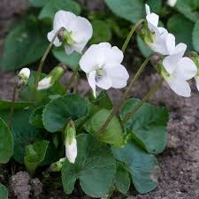 Image result for Veilchen