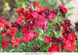 Attēlu rezultāti vaicājumam “Erysimum hieracifolium leaf”