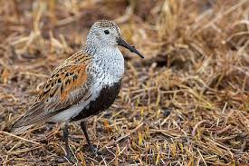 Attēlu rezultāti vaicājumam “Calidris alpina adult”