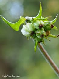 Attēlu rezultāti vaicājumam “Paris quadrifolia”