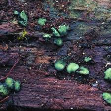 Attēlu rezultāti vaicājumam “Antrodia mellita”