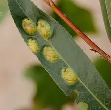 Attēlu rezultāti vaicājumam “Pontania proxima”