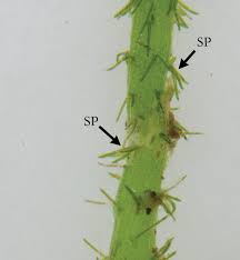 Attēlu rezultāti vaicājumam “Chara hispida”