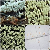 Attēlu rezultāti vaicājumam “Henningsomyces candidus”