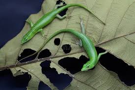 Risultati immagini per dasia smaragdina