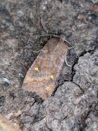 Attēlu rezultāti vaicājumam “Eupsilia transversa”