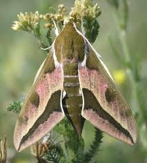 Attēlu rezultāti vaicājumam “Hyles gallii imago”