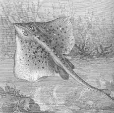 Image result for Dipturus batis