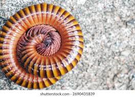 Attēlu rezultāti vaicājumam “Diplopoda”