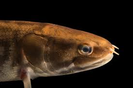 Image result for Amia calva