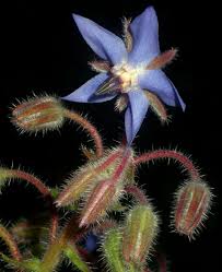 Image result for Borago officinalis