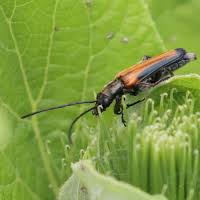 Attēlu rezultāti vaicājumam “Anogcodes melanurus”