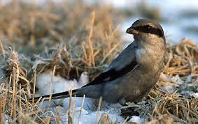 Attēlu rezultāti vaicājumam “Laniidae”