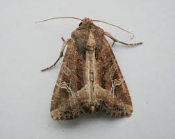 Attēlu rezultāti vaicājumam “Celaena leucostigma”