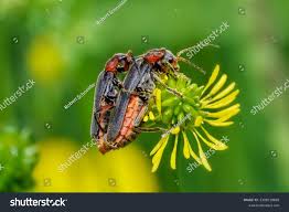 Attēlu rezultāti vaicājumam “Cantharis rustica”