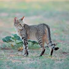 Image result for räskäse