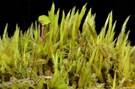 Attēlu rezultāti vaicājumam “Dicranum bonjeanii”