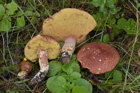Attēlu rezultāti vaicājumam “Boletus pinophilus”