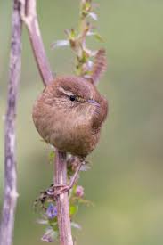 Attēlu rezultāti vaicājumam “Troglodytes troglodytes adult”