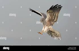 Attēlu rezultāti vaicājumam “Circus pygargus adult”