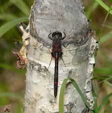 Attēlu rezultāti vaicājumam “Leucorrhinia rubicunda male”