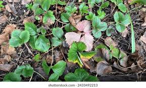 Attēlu rezultāti vaicājumam “Fragaria vesca leaf”