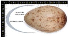 Attēlu rezultāti vaicājumam “Grus grus eggs”