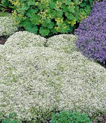 Image result for Thymian