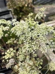 Attēlu rezultāti vaicājumam “Cribraria oregana”