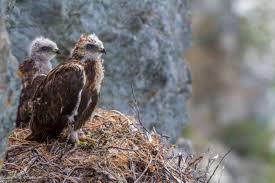 Attēlu rezultāti vaicājumam “Buteo buteo nest”