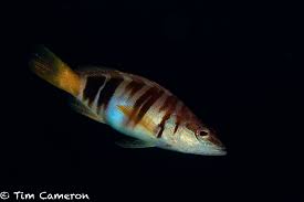 Image result for Serranus scriba