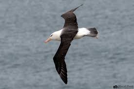 Image result for Thalassarche melanophris