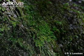 Attēlu rezultāti vaicājumam “Thamnobryum subserratum sporophyte”