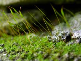 Attēlu rezultāti vaicājumam “Rhynchostegiella tenella macro”