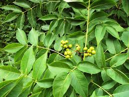 Attēlu rezultāti vaicājumam “Phellodendron amurense”