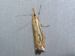 Attēlu rezultāti vaicājumam “Crambus pratella”