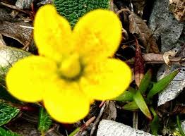 Attēlu rezultāti vaicājumam “Saxifraga hirculus flower”