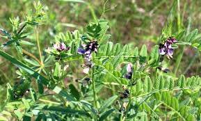 Attēlu rezultāti vaicājumam “Vicia sepium flower”