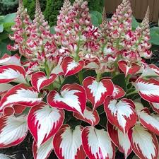 Attēlu rezultāti vaicājumam “Hosta sp. flower”