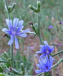 Attēlu rezultāti vaicājumam “Cichorium intybus flower”