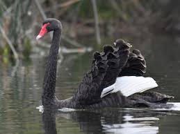 Attēlu rezultāti vaicājumam “Cygnus atratus”